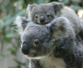 /album/fotogalerie/koala-mating-season-1-jpg1/